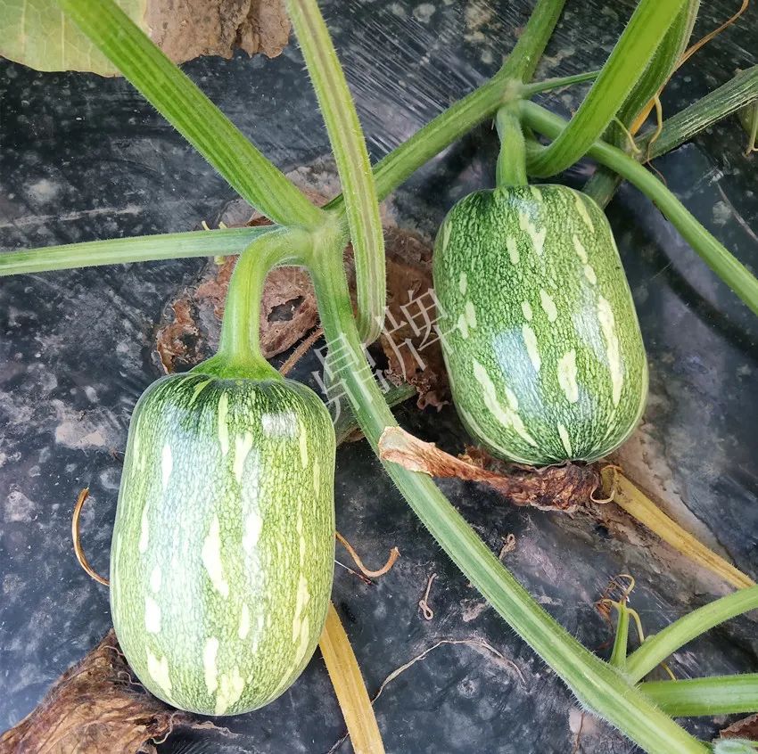 襄陽(yáng)農(nóng)民“押寶”押對(duì)了，這個(gè)品種幫他賺了2倍錢