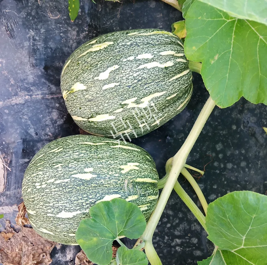 襄陽(yáng)農(nóng)民“押寶”押對(duì)了，這個(gè)品種幫他賺了2倍錢