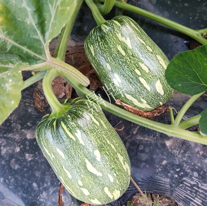 襄陽(yáng)農(nóng)民“押寶”押對(duì)了，這個(gè)品種幫他賺了2倍錢