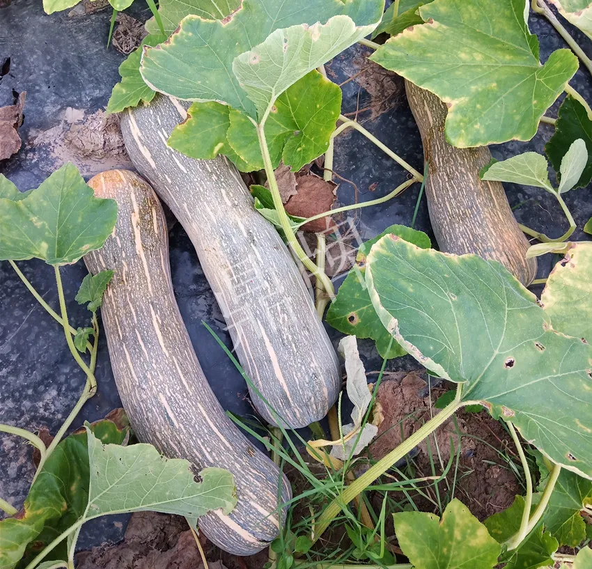 岳陽(yáng)王大年打工多年，選擇回家種南瓜，今年還增加了50畝地