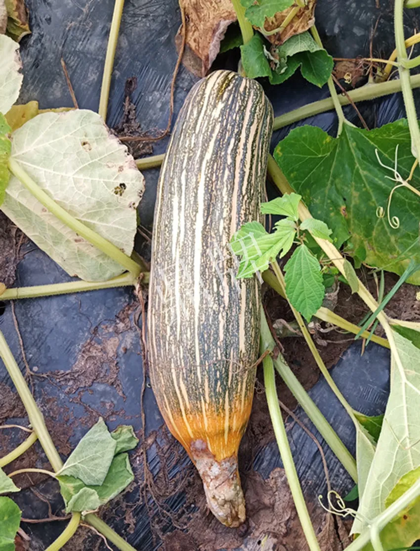 岳陽(yáng)王大年打工多年，選擇回家種南瓜，今年還增加了50畝地