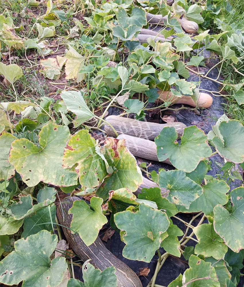 岳陽(yáng)王大年打工多年，選擇回家種南瓜，今年還增加了50畝地