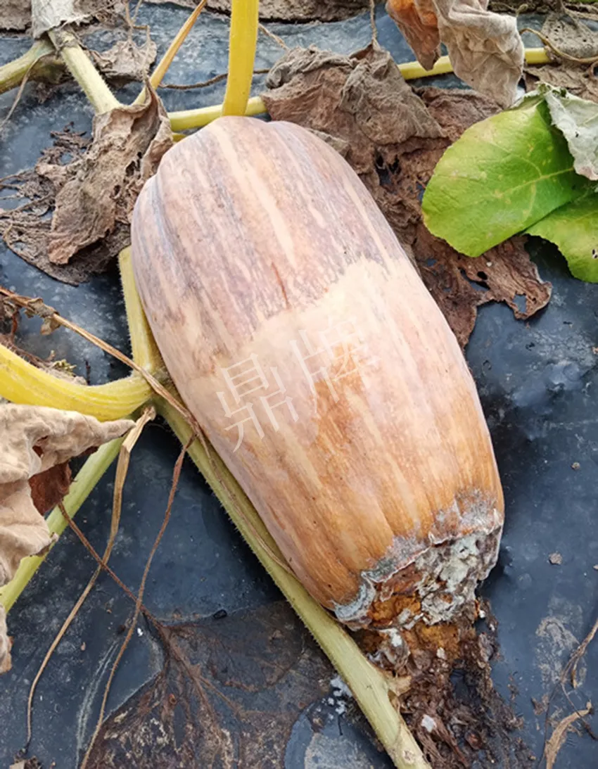 岳陽(yáng)王大年打工多年，選擇回家種南瓜，今年還增加了50畝地