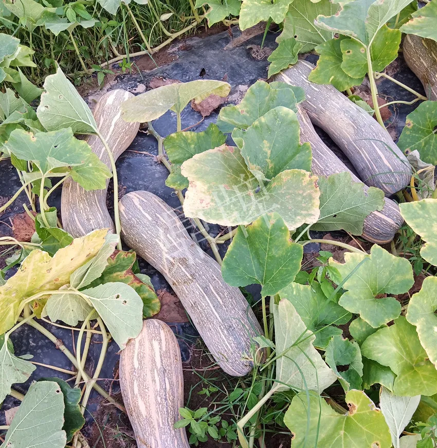 岳陽(yáng)王大年打工多年，選擇回家種南瓜，今年還增加了50畝地