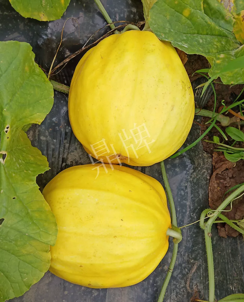 婁底瓜農(nóng)純賺50萬，我這個(gè)“張大膽”榮光了一把