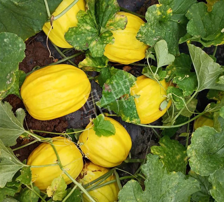 婁底瓜農(nóng)純賺50萬，我這個(gè)“張大膽”榮光了一把