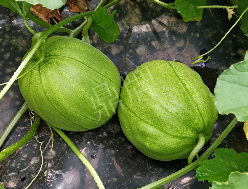 婁底瓜農(nóng)純賺50萬，我這個(gè)“張大膽”榮光了一把