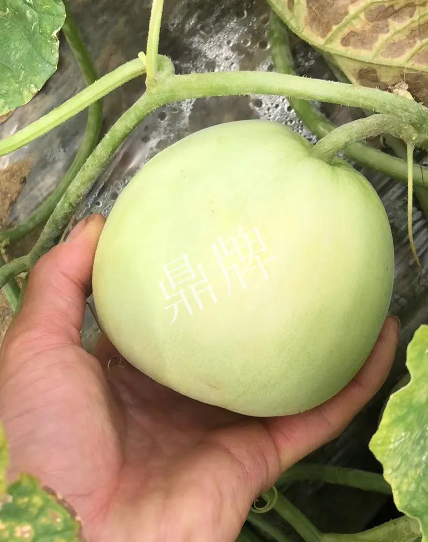 郴州農(nóng)戶種植新品種，果實又香又甜，很好賣