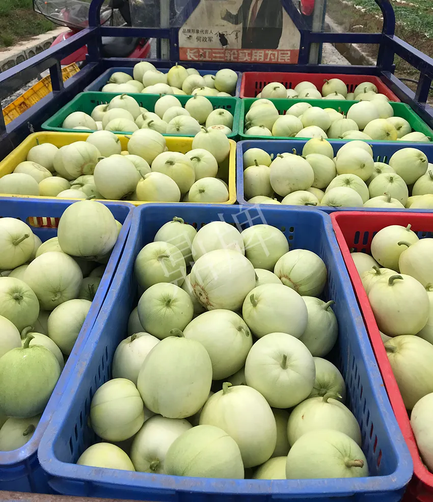 郴州農(nóng)戶種植新品種，果實又香又甜，很好賣