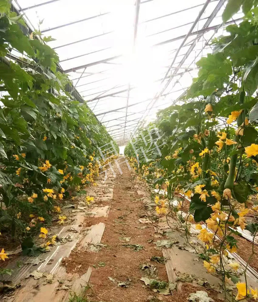 鎮(zhèn)江的何青萍，在法國種植“優(yōu)比1號”每公斤24元