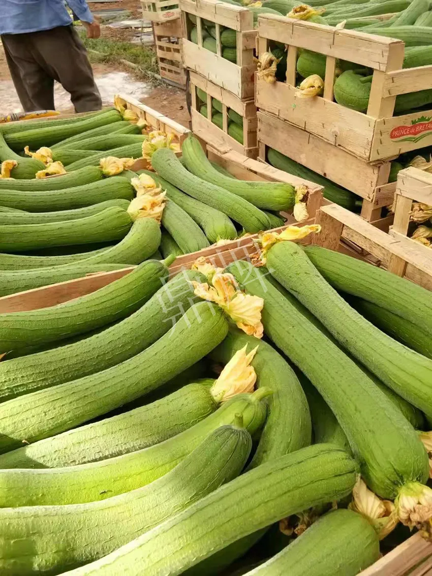 鎮(zhèn)江的何青萍，在法國種植“優(yōu)比1號”每公斤24元