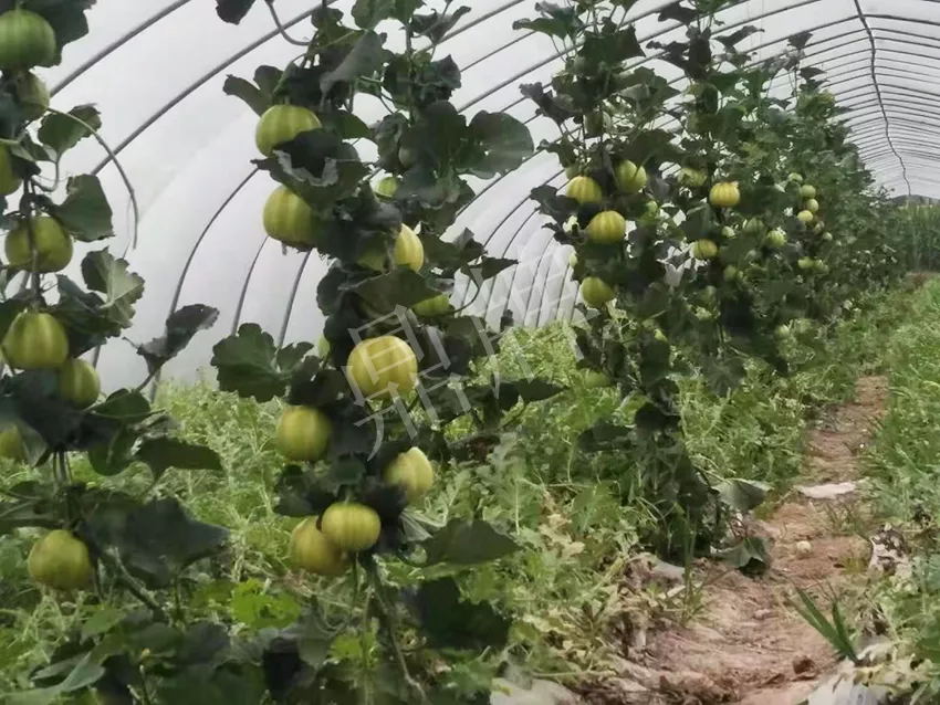 一株坐果15個(gè)，6元1斤，好賣得很