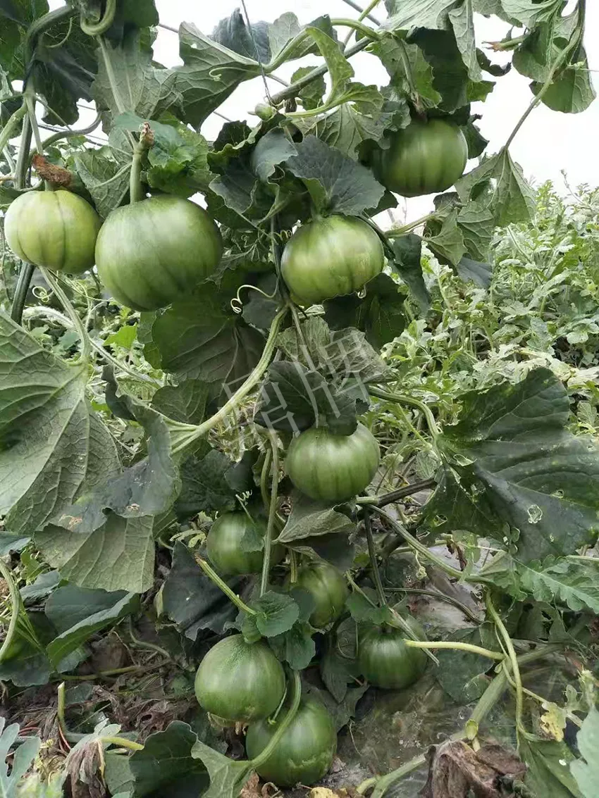 一株坐果15個(gè)，6元1斤，好賣得很