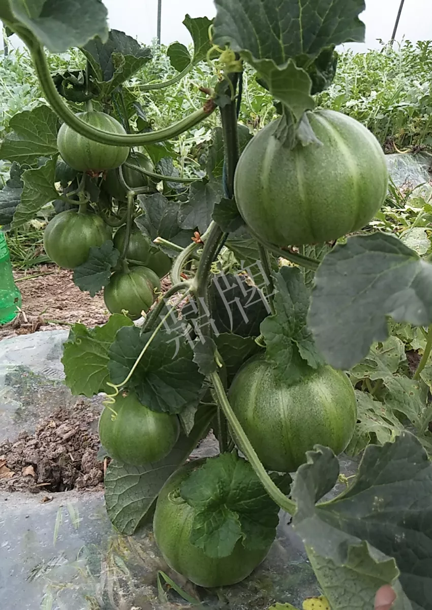 一株坐果15個(gè)，6元1斤，好賣得很