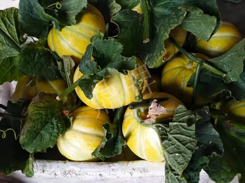 一株坐果15個(gè)，6元1斤，好賣得很