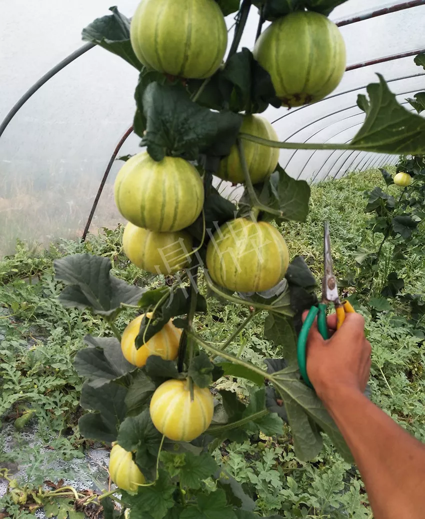 一株坐果15個(gè)，6元1斤，好賣得很