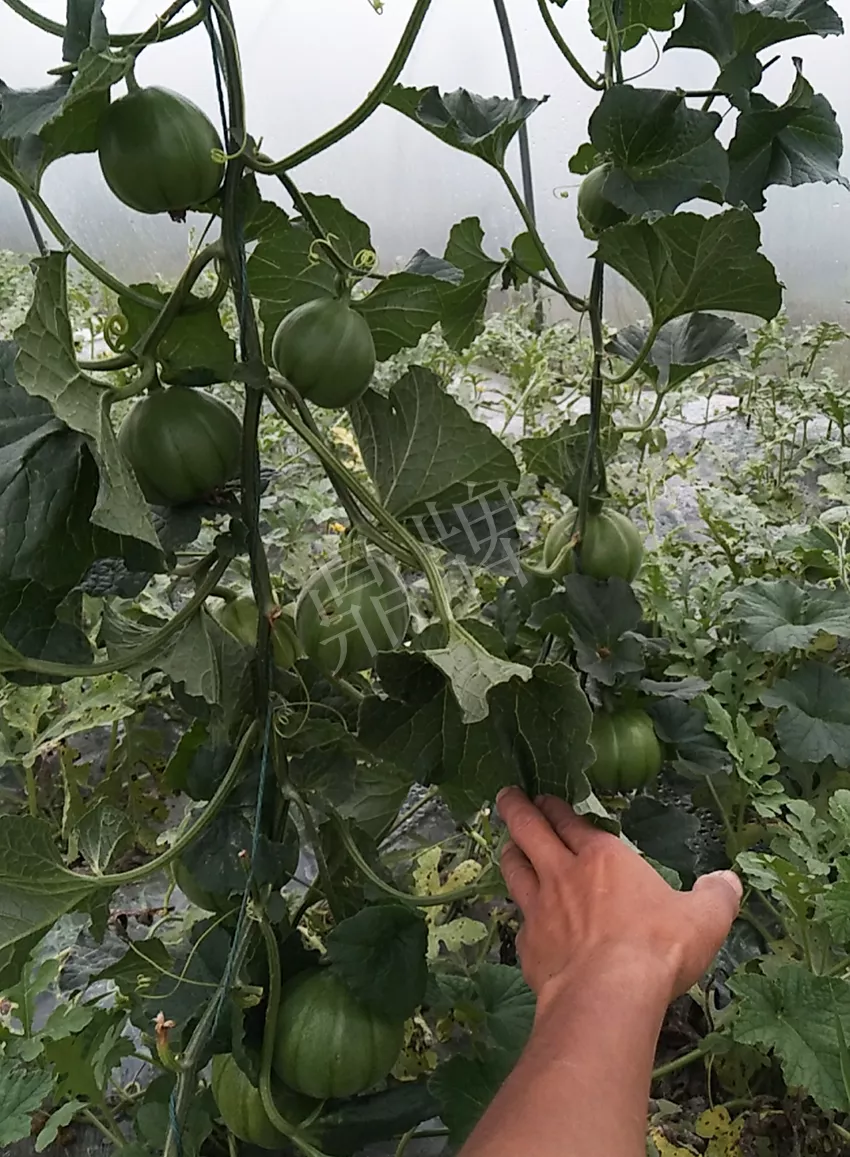 一株坐果15個(gè)，6元1斤，好賣得很