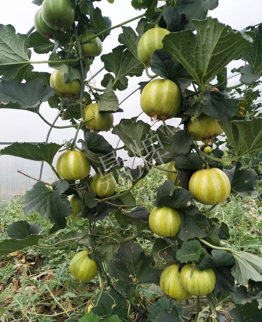 一株坐果15個(gè)，6元1斤，好賣得很