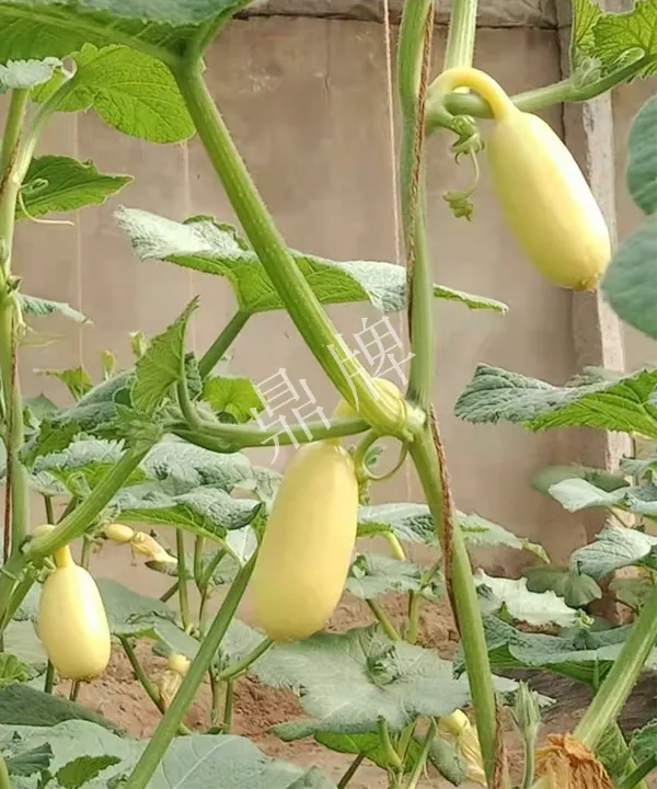 河南3月中旬就上市的“黃金筍瓜”，能買到14元/斤