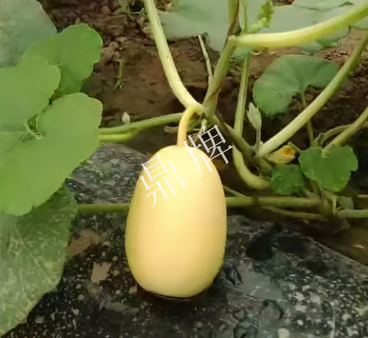 河南3月中旬就上市的“黃金筍瓜”，能買到14元/斤