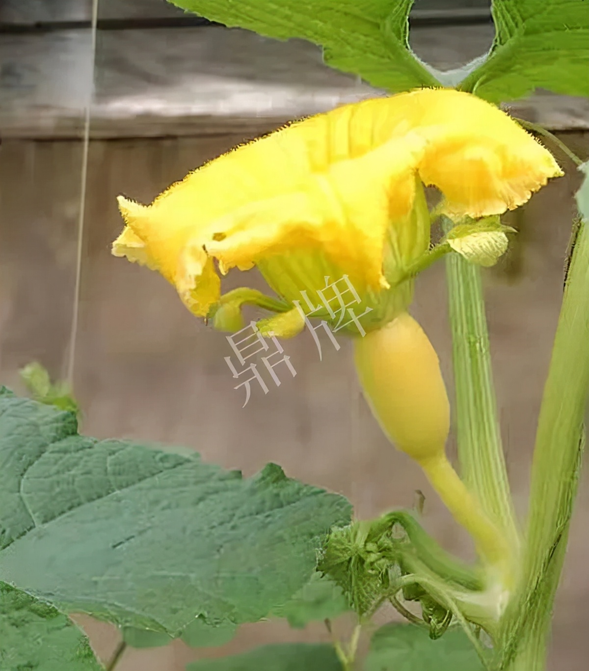 河南3月中旬就上市的“黃金筍瓜”，能買到14元/斤