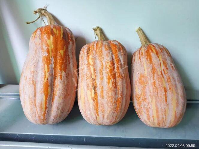 蔬菜種子種植戶客戶點(diǎn)評-去年的南瓜，放到現(xiàn)在還完好！能賣什么價(jià)？