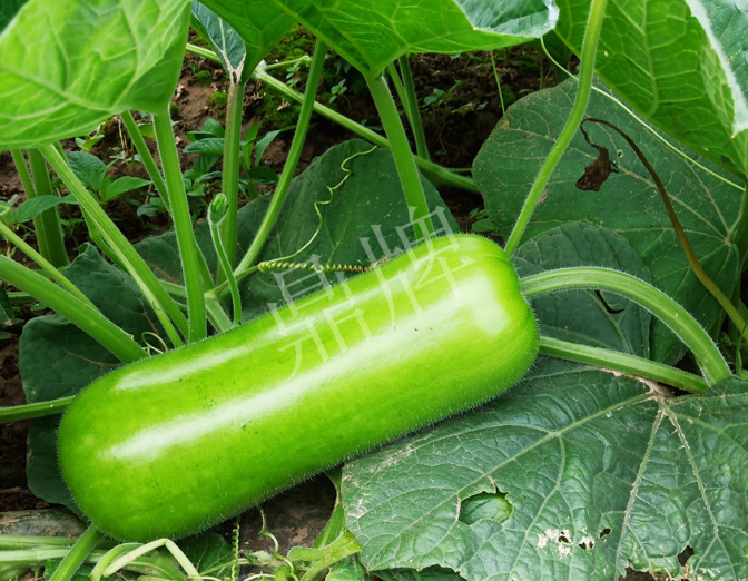 蔬菜種子種植戶客戶點評-牛逼！我露地栽培的瓠瓜，比別人大棚的還早上市！