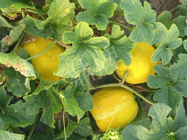 蔬菜種子種植戶客戶點評-種它！種它！高溫季節(jié)就種它！