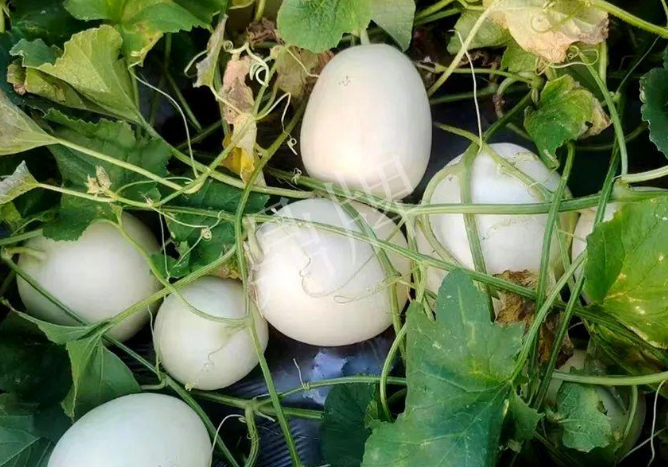 蔬菜種子種植戶客戶點評-巴適，巴適，這個甜瓜太巴適了！