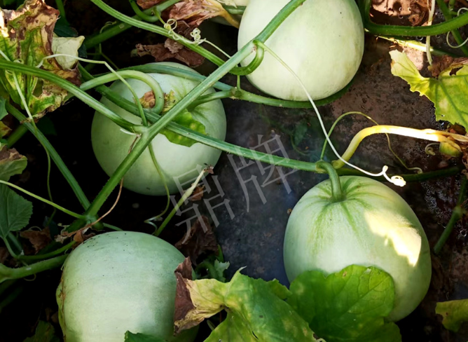 蔬菜種子種植戶客戶點評-種植這個品種，謹(jǐn)防小偷?。?！