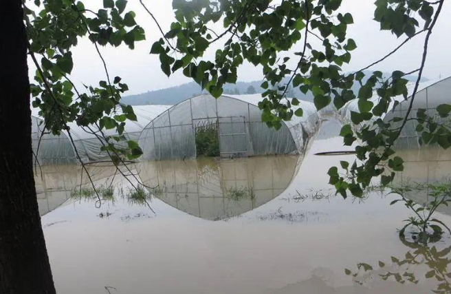 蔬菜種子種植戶客戶點評-可惜了！我的甜瓜被水淹了，還有救嗎？