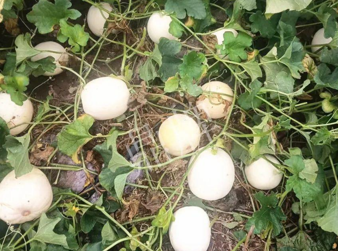 蔬菜種子種植戶客戶點評-什么？這個白皮甜瓜紅得發(fā)紫？