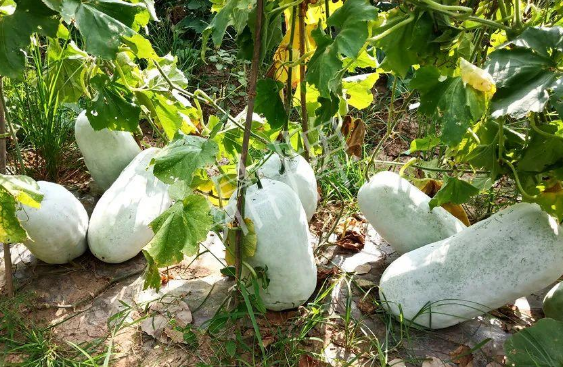 蔬菜種子種植戶客戶點(diǎn)評(píng)-驚訝！炎炎烈日下，小孩大聲喊：“大雪球！大雪球……”怎樣一回事？