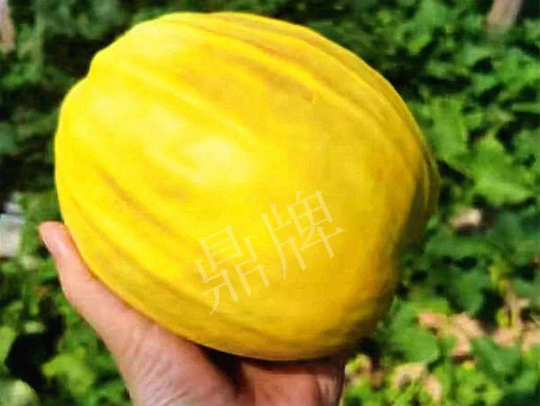 蔬菜種子種植戶客戶點(diǎn)評(píng)-我的甜瓜賣20元1市斤，與大家分享…