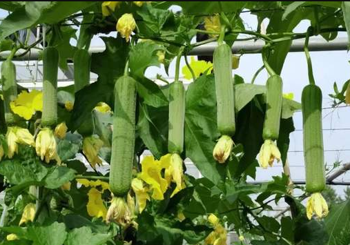 蔬菜種子種植戶客戶點(diǎn)評(píng)-每畝收入2萬(wàn)元！這個(gè)絲瓜品種大受歡迎！