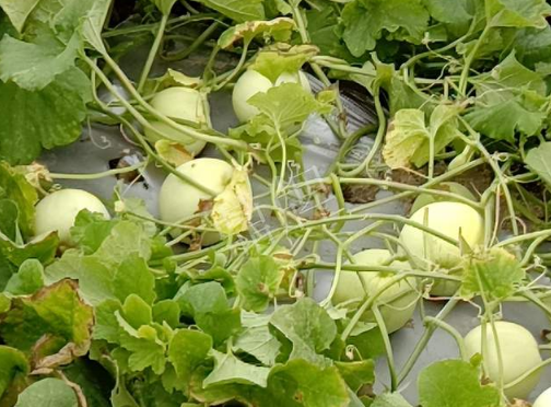 蔬菜種子種植戶客戶點(diǎn)評(píng)-種植甜瓜20年，這個(gè)品種讓我更省心！