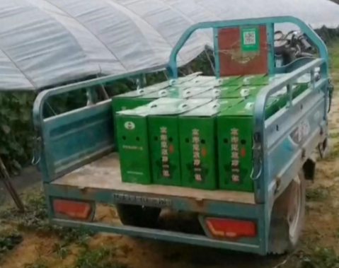 蔬菜種子種植戶客戶點(diǎn)評(píng)-很暢銷！團(tuán)購(gòu)6元一斤，這瓜夠香、夠甜、夠得勁兒！