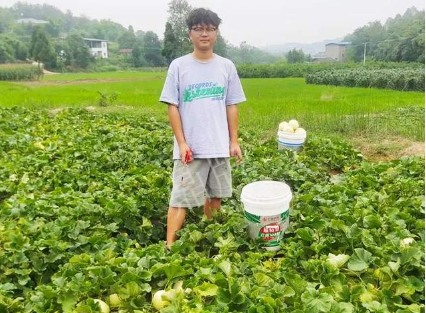 蔬菜種子種植戶客戶點(diǎn)評(píng)-甜瓜新品上市，每個(gè)賣9元，很暢銷！