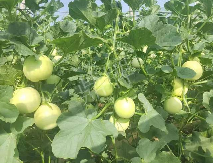 蔬菜種子種植戶客戶點(diǎn)評-種植這個(gè)新品種，我感到非常滿意！