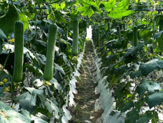 蔬菜種子種植戶客戶點(diǎn)評-高手在民間，浙江蒼南的絲瓜在下半年至春節(jié)，都有大量上市！