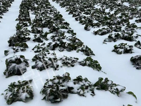 蔬菜種子種植戶客戶點(diǎn)評-春節(jié)期間，2畝雜交“東漢菜”一批就賣了2萬多元！