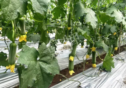 蔬菜種子種植戶客戶點(diǎn)評(píng)-這個(gè)新品種好不好？？？見(jiàn)證的時(shí)候到了！