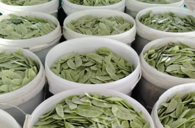 蔬菜種子種植戶客戶點(diǎn)評(píng)-時(shí)隔20年，我再種這個(gè)品種，大家來(lái)看看，怎么樣？