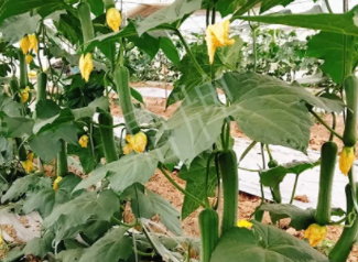 蔬菜種子種植戶客戶點(diǎn)評(píng)-一株結(jié)瓜30多個(gè)，價(jià)錢(qián)好，賺了！