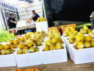 蔬菜種子種植戶客戶點(diǎn)評(píng)-這位老板像初戀一樣，獨(dú)愛(ài)“金美2號(hào)”