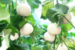 蔬菜種子種植戶客戶點(diǎn)評(píng)-丁老板說(shuō)：種植這個(gè)品種，獲得了滿意的收入，確實(shí)“爽歪歪”