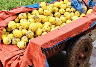 蔬菜種子種植戶客戶點(diǎn)評(píng)-持續(xù)暴雨天氣，這個(gè)品種幫我們渡過(guò)了難關(guān)，收入還滿意！