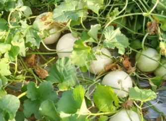 蔬菜種子種植戶客戶點評-真有這么好嗎？這個品種我試種了一畝地，猜猜我賣了多少錢？