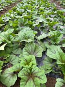 蔬菜種子種植戶客戶點評-第一次種植這種菜，現(xiàn)在可以上市了，大家?guī)臀医ㄗh一下，能賣個什么價格？