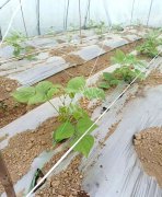 蔬菜種子種植戶客戶點評-超早！超早！我的扁豆2月15日“逆季”上市……